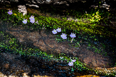 Utricularia sandersonii