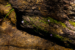 Utricularia sandersonii