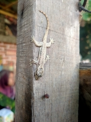 Hemidactylus platyurus