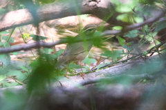 Phylloscopus schwarzi
