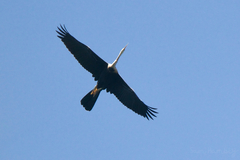 Anhinga melanogaster