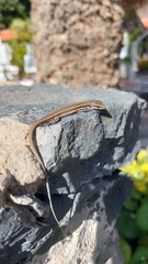 Gallotia caesaris gomerae