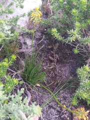 Bulbine lagopus