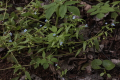 Memoremea scorpioides