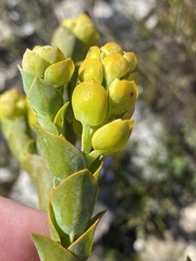 Thesium euphorbioides