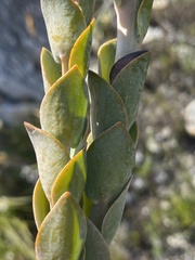 Thesium euphorbioides