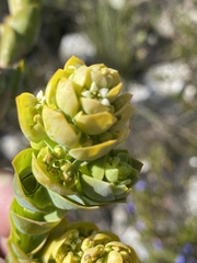 Thesium euphorbioides