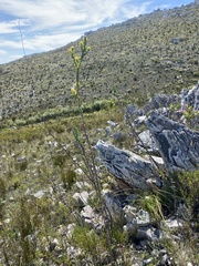 Thesium euphorbioides