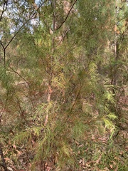 Callitris rhomboidea