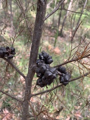 Callitris rhomboidea