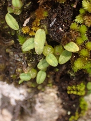 Bulbophyllum pygmaeum