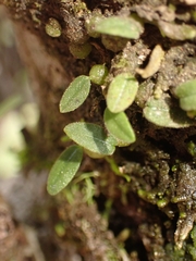 Bulbophyllum pygmaeum