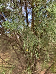 Callitris rhomboidea