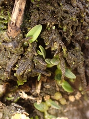 Bulbophyllum pygmaeum