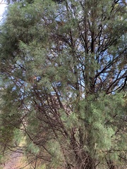 Callitris rhomboidea