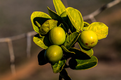 Acokanthera rotundata