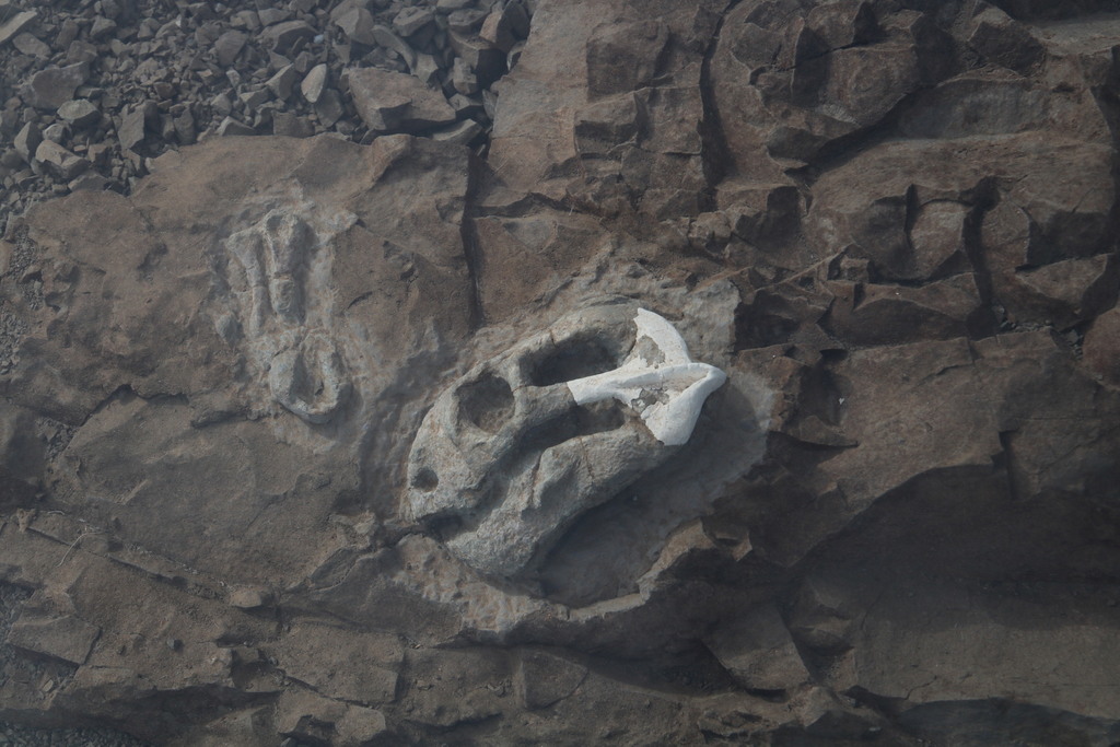 Diictodon