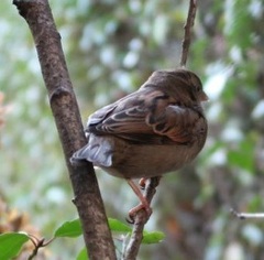 Passer domesticus