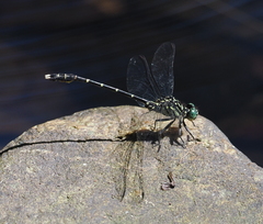 Hemigomphus theischingeri