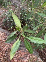 Elaeocarpus reticulatus