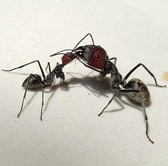 Camponotus singularis
