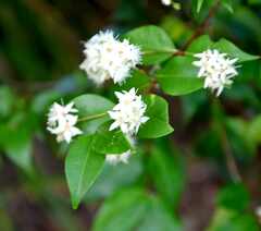 Backhousia myrtifolia