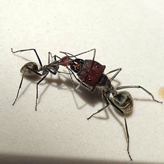 Camponotus singularis