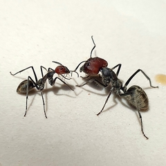 Camponotus singularis