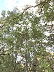 Elaeocarpus reticulatus