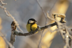 Parus major