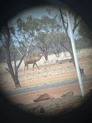 Camelus dromedarius