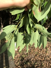 Cinnamomum osmophloeum