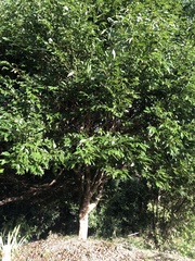 Cinnamomum osmophloeum