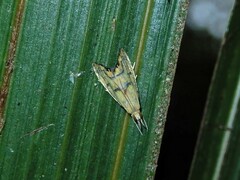 Glaucocharis auriscriptella