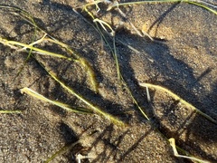 Halodule pinifolia