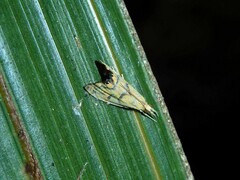 Glaucocharis auriscriptella