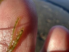 Halodule pinifolia