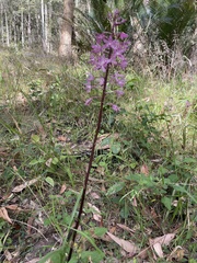 Dipodium punctatum