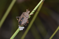 Theseus modestus scutellatus