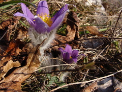 Pulsatilla