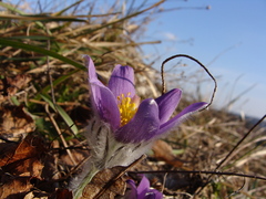 Pulsatilla