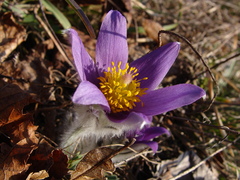 Pulsatilla