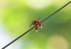 Neurothemis ramburii