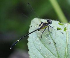Austrogomphus prasinus