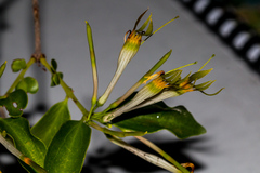 Agelanthus