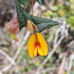 Platylobium obtusangulum