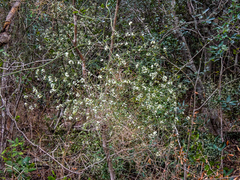 Asparagus divaricatus