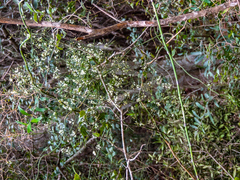 Asparagus divaricatus