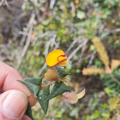 Platylobium obtusangulum