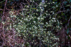 Asparagus divaricatus